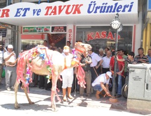 Yol için deve kurban ettiler