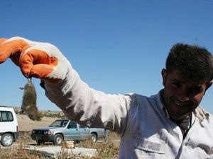 Çiftçinin korkulu rüyası fareler mesaide