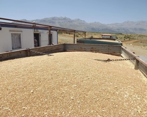 Seydişehir'de TMO alım sezonu başladı