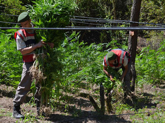 2 bin 200 kök Hint keneviri ele geçirildi