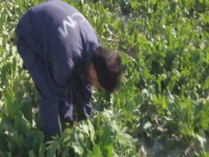 Tatlıcak'ta 20 bin kök hint keneviri ele geçirildi