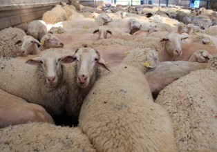 Hayvan dolandırıcılarının yeni yöntemi