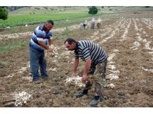 'Beyaz Altın' Sarımsak Hasadı Başladı