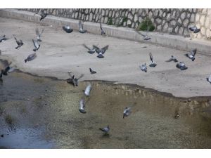 Aksaray Belediyesi, Susuz Kalan Güvercinleri Unutmadı