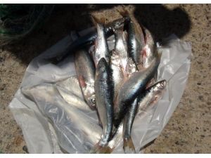 Jandarma, Van Gölü'ndeki 300 Metre Misine Ağına El Koydu