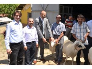 Amasya’da 27 Yetiştiriciye Koç Dağıtıldı