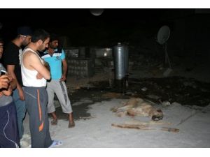 Tunceli'deki Köpek Kuduz Çıktı, Karantina Başladı