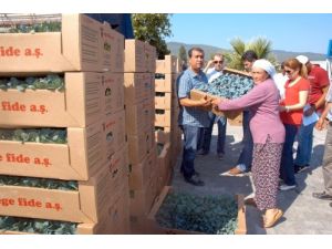 Muğla'da Kışlık Sebze Fideleri Dağıtıldı