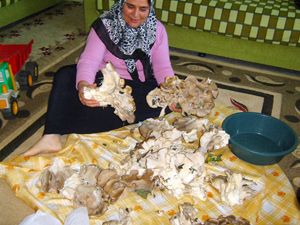 10 kiloluk mantar hayrete düşürüyor