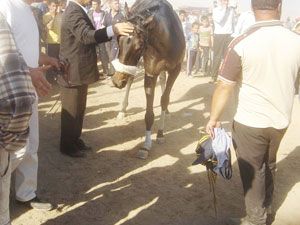 Ayağı kırılan at iğneyle uyutuldu