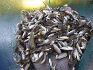 Tekirdağ'daki Göletlere Yavru Balık Salındı