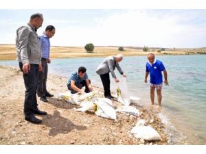 Yozgat'ta Göletten Balık Yerine Hamur Çıktı