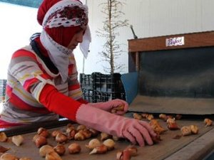 Konya'dan Hollanda'ya Lale İhracatı
