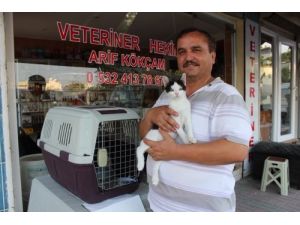 Sahipsiz Kedilerin Bakımını Yaptıktan Sonra Hediye Ediyor