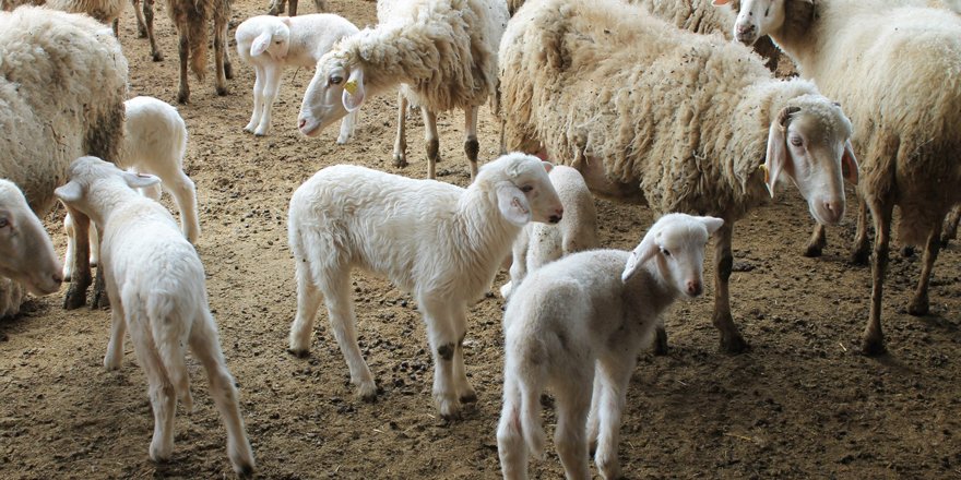 Köylerde kuzu mesaisi başladı