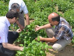 Alternatif Ürünler Çiftçinin Yüzünü Güldürdü