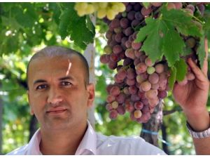 Manisa'da 'Erkenci Üzüm' Hasadına Başlandı