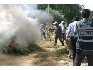Edirne’de 30 Bin Hint Keneviri İmha Edildi