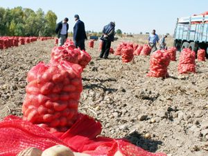 Patates yüz güldürdü