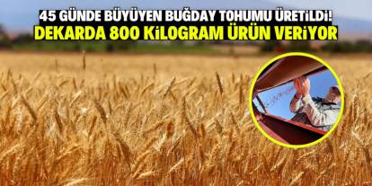 45 günde büyüyen buğday tohumu üretildi! Dekarda 800 kilo ürün veriyor