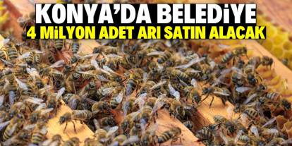 Konya'da belediyeden yeni proje! 4 milyon adet arı satın alınacak