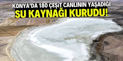 Konya'da bu su kaynağı kurudu! 180 çeşit canlı yaşıyordu