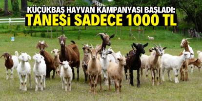Küçükbaş hayvanda dev kampanya başladı! Tanesi sadece 1000 TL