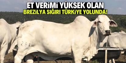 Binlerce Brezilya sığırı Türkiye yolunda! Et fiyatları düşecek
