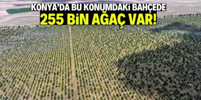 Konya'da bu konumdaki bahçede 255 bin ağaç var!