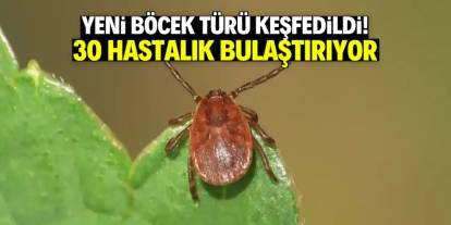 Türkiye'de yeni böcek türü keşfedildi! İnsana temas edip 30 hastalık bulaştırıyor