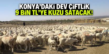 Konya'daki dev çiftlik 5 bin kuzu satacak! Tanesi sadece 9 bin TL