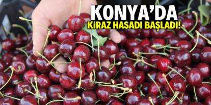 Konya'da kiraz hasadı başladı! Kilosu 300 lira