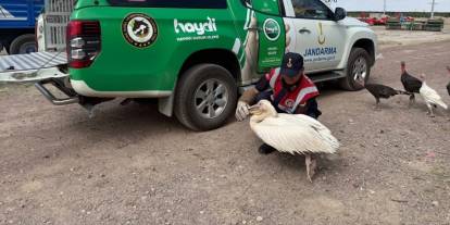 Tedavisi biten pelikan doğaya salındı