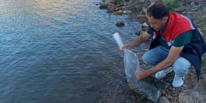 Beyşehir'e yüz binlerce yavru sazan bırakıldı