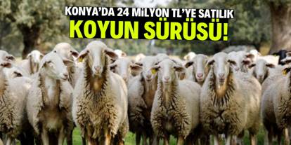 Konya'da 24 milyon TL'ye satılık koyun sürüsü! Hayvan sayısı dudak uçuklattı