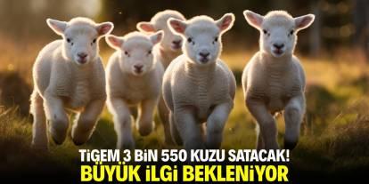 TİGEM 3 bin 550 kuzu satacak! Büyük ilgi bekleniyor