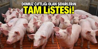 Bu şehirlerde 100 domuz çiftliği var! Liste güncellendi