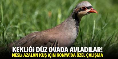 Kekliği düz ovada avladılar! Nesli azalan kuş için Konya'da özel çalışma