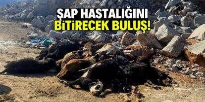 Şap hastalığını bitirecek buluş! Yüz binlerce büyükbaş kurtulacak