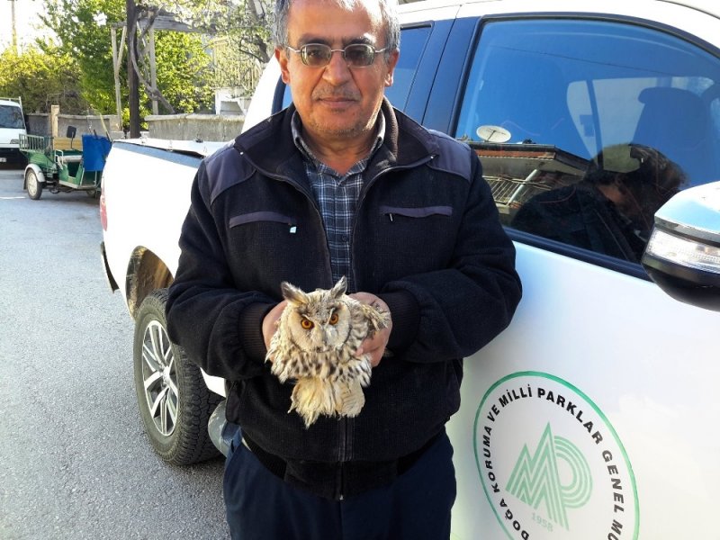 Konya’da tepeli baykuş tedaviye alındı