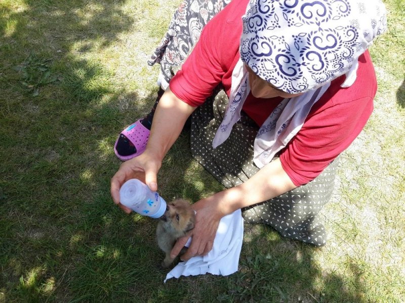 Konya’da bulunan yavru tilki biberonla beslendi