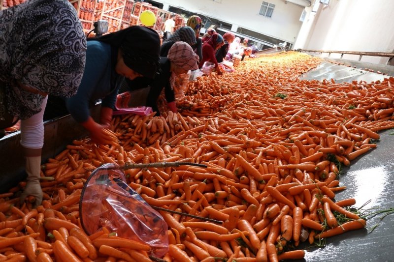 Havucun merkezi Konya’da hasat yapılıyor