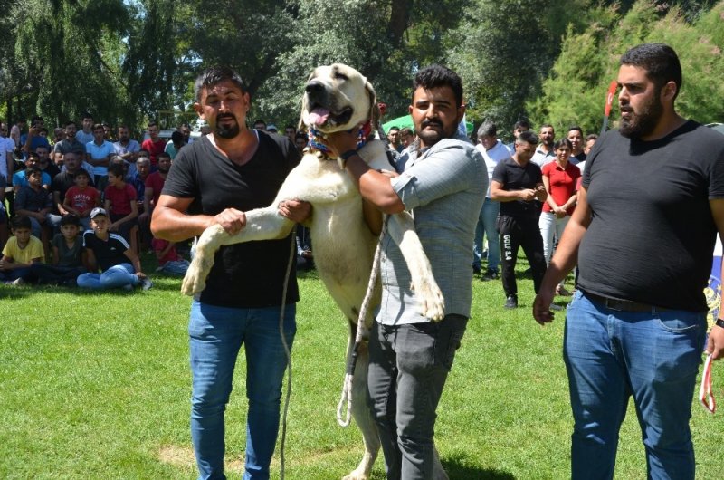 Ereğli’de Türk çoban, av ve bekçi köpekleri yarıştı