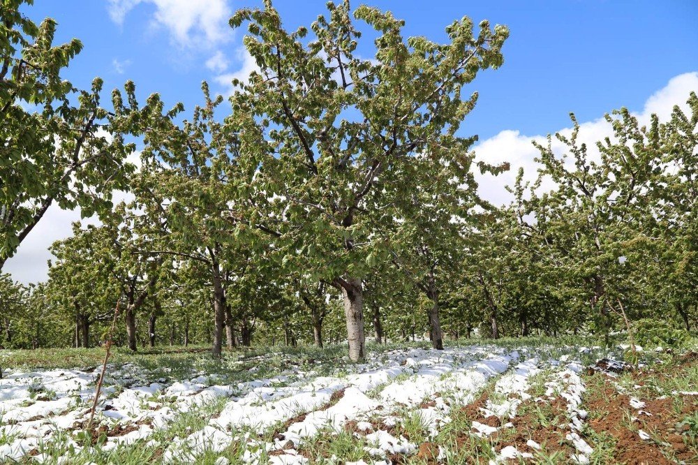Hadim'e yağan kar kiraz bahçelerini vurdu