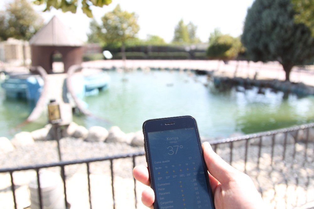 Sıcaktan bunalan hayvanlar serinletiliyor