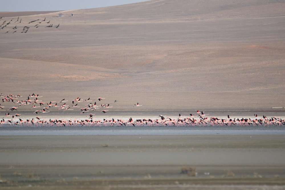 erken-gelen-flamingolar-havalar-soguyunca-tekrar-goc-etti-2641-dhaphoto1.jpg