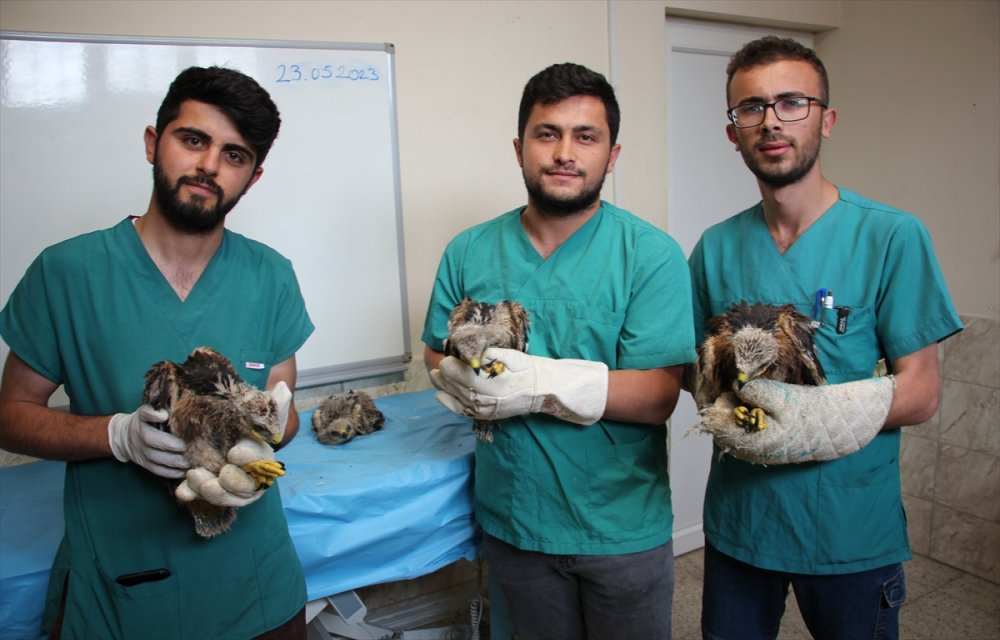 aa-20230525-31230672-31230671-karatay-hayvanat-bahcesi-annesiz-kalan-4-kartal-yavrusuna-sahip-cikti.jpg