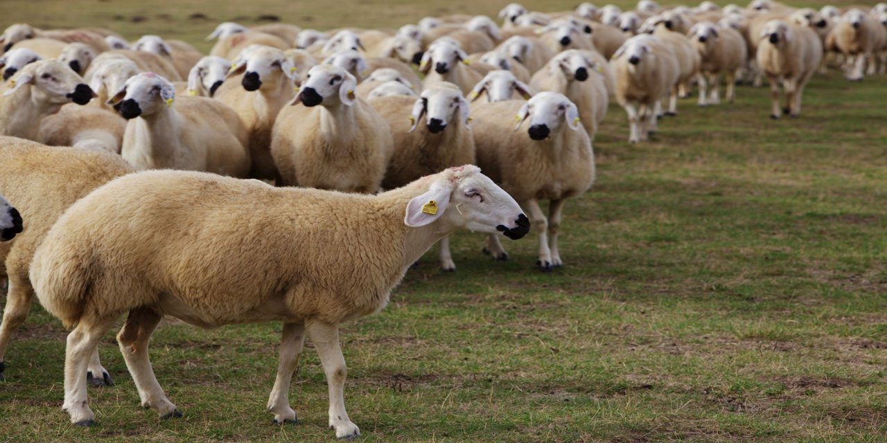 koyunlar-1.jpg
