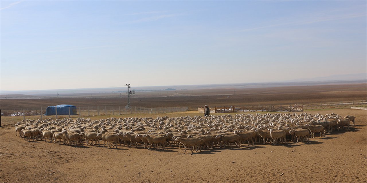 satisa-cikarildi-koyunlar.jpg