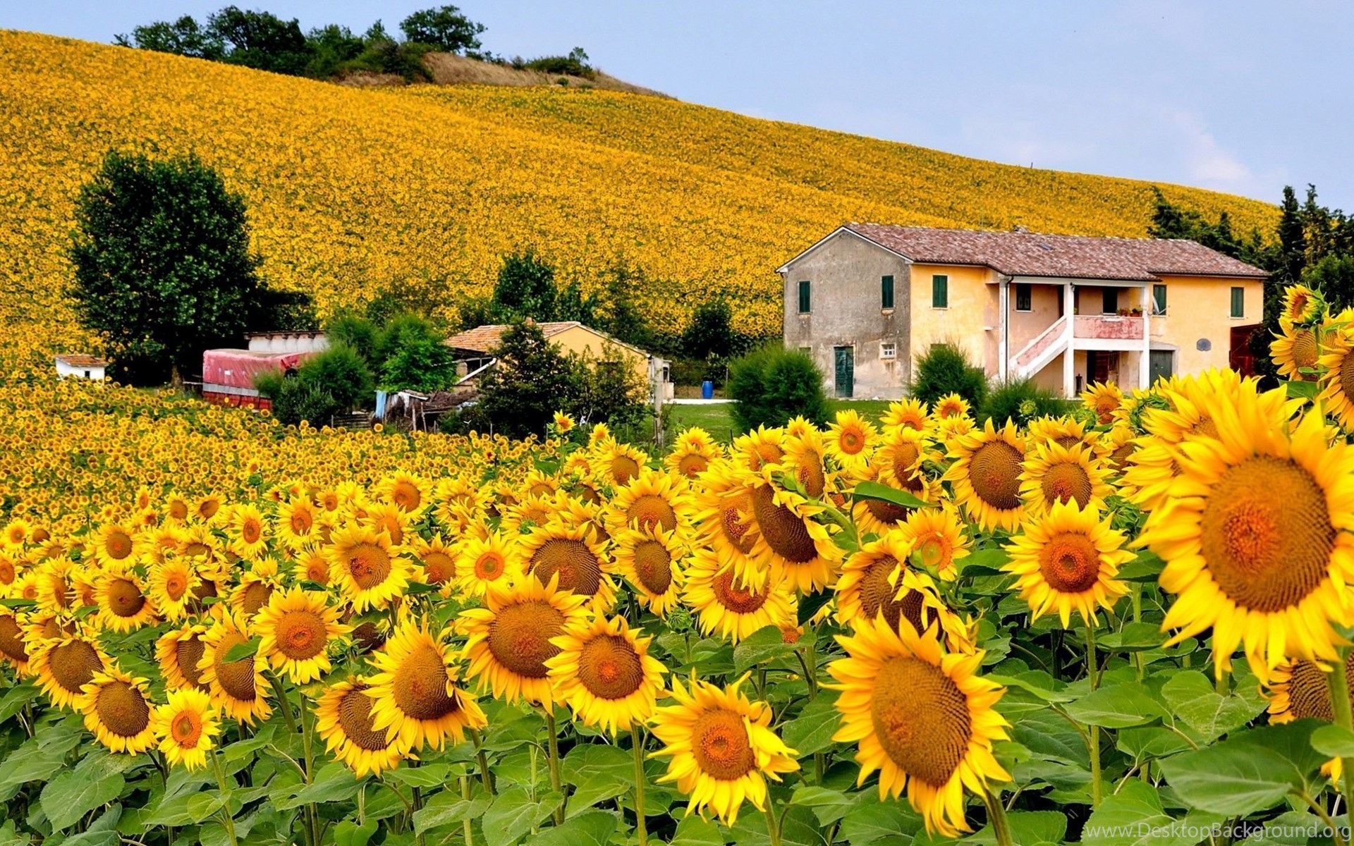 197428-italy-sunflowers-field-wallpapers-world-wallpapers-2560x1440-h.jpg